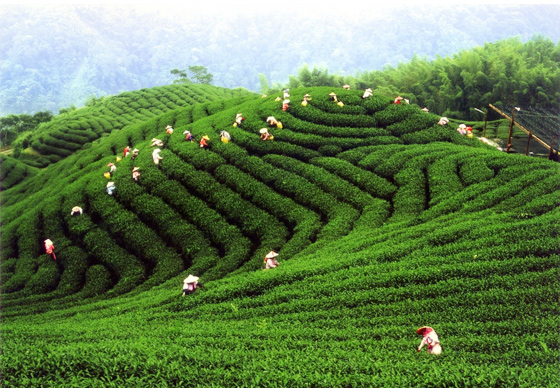 茶 几百年前,茶农们采用原始的工艺制茶 以红砖起灶,铁鼎炒制,相思木